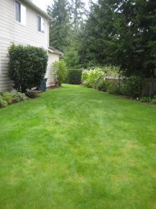 a beautiful Concord lawn maintained with a sprinkler system